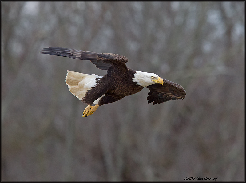 _2SB3987 american bald eagle.jpg